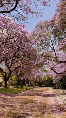 Бесплатные стоковые фото на тему весна, красивые цветы, красивый, крупный  план, натюрморт, нежный, обои с цветами, сакура, флора, фон сакуры,  цветущий, цветы, цветы вишни