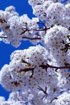 Скачать обои 21 весна картинки красивые на рабочий стол из раздела картинок  Весна