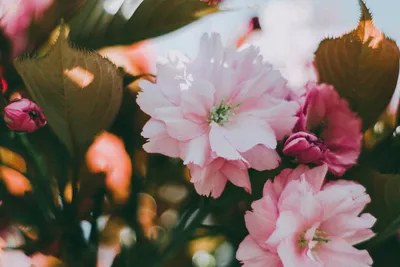 Розовый Цветок В Снегу Макро Красивые Весенние Обои — стоковые фотографии и  другие картинки Весна - iStock