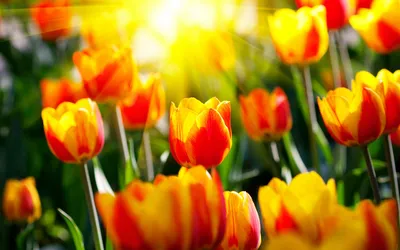 Весна. Красивые картинки на телефон. Скачайте бесплатно! | Flowers, Spring  pictures, Beautiful wallpapers backgrounds