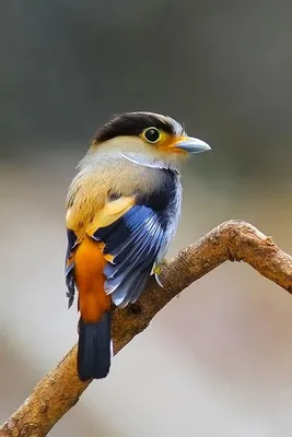 Фотография | Разноцветные птицы, Фотографии животных, Красивые птицы