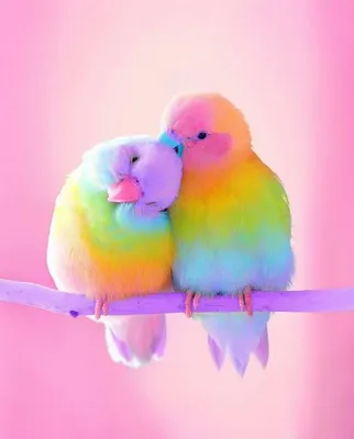 Животный мир | Oiseau coloriage, Papier peint oiseaux, Papier peint des  animaux