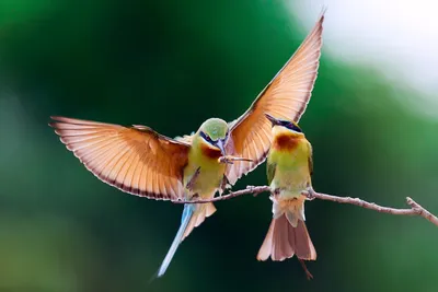 Красивые фото Диких животных и птиц | #ЯЗНАЛ