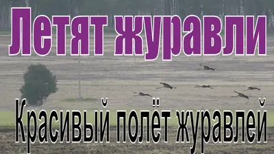 Красивые Картинки, Стихи и Видео - ЖУРАВЛИ Расул Гамзатов Мне кажется  порою, что солдаты, С кровавых не пришедшие полей, Не в землю эту полегли  когда-то, А превратились в белых журавлей. Они до