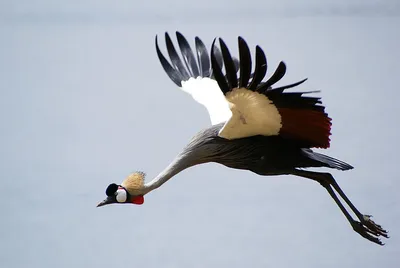 Журавль-красавка – одна из самых красивых птиц - газета «Кафа» новости  Феодосии и Крыма
