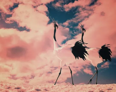 Обои на рабочий стол Стая журавлей, пролетающих над полем с колосьями травы  на фоне розового заката солнца, фотография Tamara Petrejcva, обои для  рабочего стола, скачать обои, обои бесплатно