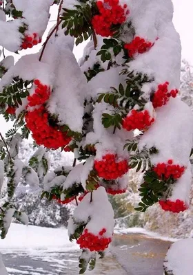 Pin by . on Красивые фотографии | Winter pictures, Winter scenery, Winter  scenes