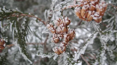 Вертикальные обои на айфон красивые зимние (52 картинки) | Живописные  пейзажи, Фотография льда, Зимние сцены