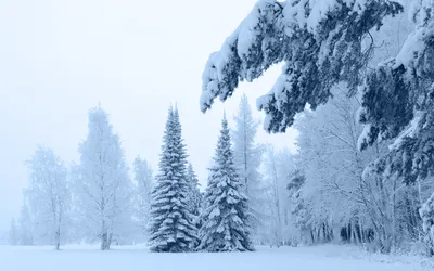 Обои Природа Зима, обои для рабочего стола, фотографии природа, зима, снег,  норвегия, деревья, солнце, мороз, naglestadheia Обои для рабочего стола,  скачать обои картинки заставки на рабочий стол.