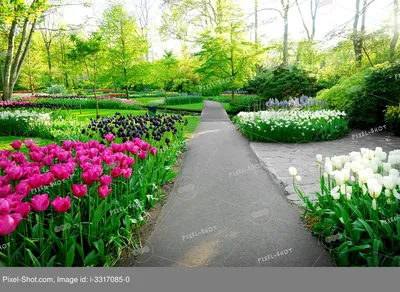 Красивый весенний пейзаж с зеленым газоном и цветами :: Стоковая фотография  :: Pixel-Shot Studio