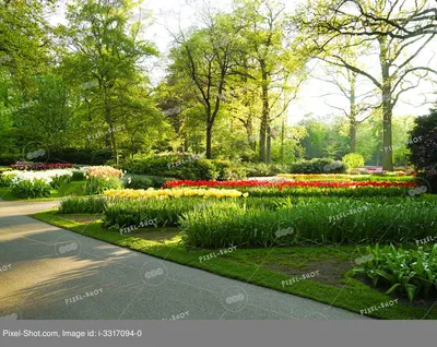 Красивый Весенний Пейзаж С Цветами И Озеро В Парке Кекенхоф, Голландия,  Европа. Фотография, картинки, изображения и сток-фотография без роялти.  Image 74345417