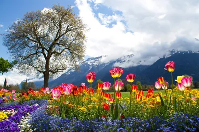 Красивый весенний пейзаж с цветущим деревом :: Стоковая фотография ::  Pixel-Shot Studio