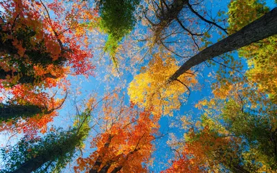 File:Autumn leaves Все краски осени Клен и облака 01.jpg - Wikimedia Commons