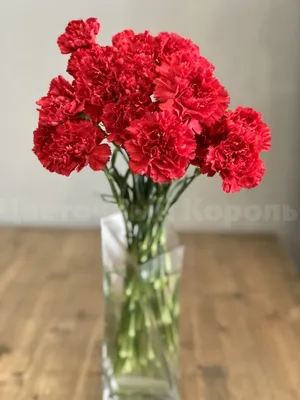 Красная гвоздика купить в Санкт-Петербурге в салоне цветов Флордель