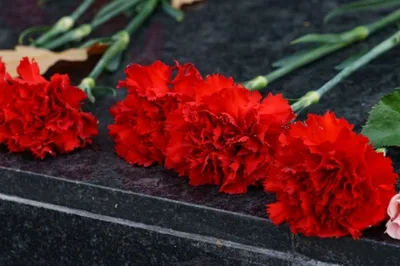 Красная гвоздика - букет из 21 красной гвоздики - Доставка цветов в Москве