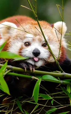 Скачать 800x1280 малая панда, панда, высунутый язык, милый, забавный,  бамбук, ветки обои, картинки samsung gal… | Красная панда, Самые милые  животные, Красные панды
