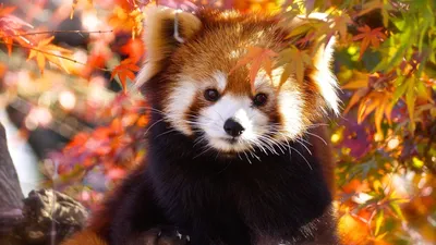 Картинки природа, осень, листья, животное, красная панда, малая панда - обои  1920x1080, картинка №414590
