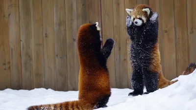 Скачать обои снег, животные, красная панда, панды, малая панда разрешение  1920x1080 #147786