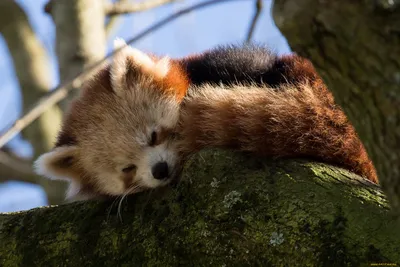 Обои Красная панда, лежит, спит, зоопарк, зима, животное, животные, Red  panda, animals, winter, sleep, zoo, Животные #597