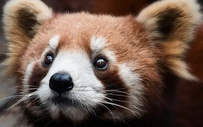 Animal Red Panda Wallpaper | Red panda cute, Cute baby animals, Cute panda