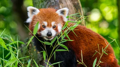 Красная панда обои - 61 фото