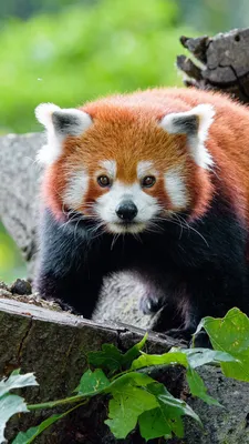 Обои красная панда, животное, природа, ветка, зеленый, мех, Red Panda,  animal, nature, branch, green, fur, wild, Животные #1343