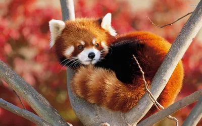 Очаровательные красные панды | Премиум Фото