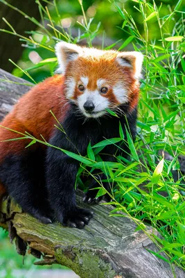 Скачать 800x1200 красная панда, животное, бревно, листья, дикая природа обои,  картинки iphone 4s/4 for parallax