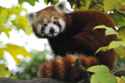 Обои хищник, бакенбарды, привлекательность, наземные животные, Красная панда  для iPhone XS Max бесплатно, заставка 1242x2688 - скачать картинки и фото