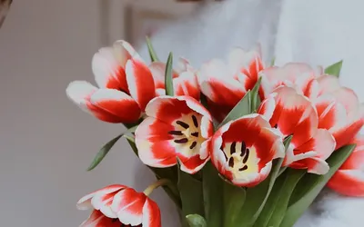 Обои на рабочий стол Красно-белые тюльпаны, by Anastasia Lysiak, обои для  рабочего стола, скачать обои, обои бесплатно