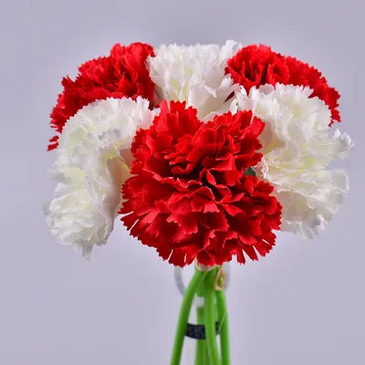 Красно-белые колокольчики цветов: обои с цветами, картинки, фото 1600x1200