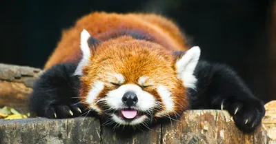 Малыш красной панды, на бамбуке, …» — создано в Шедевруме