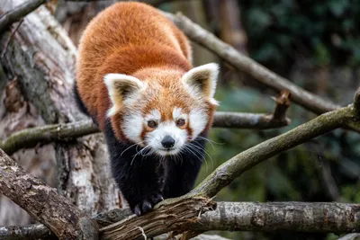 Красная панда стоковое изображение. изображение насчитывающей природа -  69895343