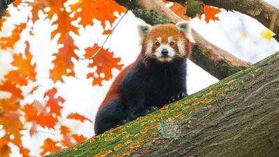 Малая или красная панда. Интересные факты! | Удивительное рядом | Дзен
