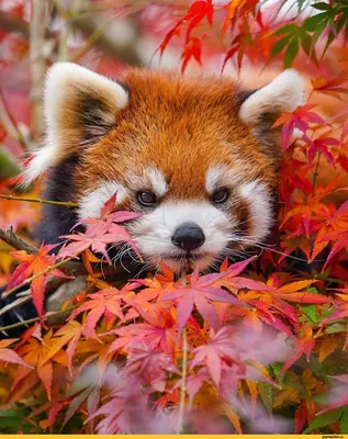 Красная панда: Настолько милые, что даже их поединки добрые и смешные