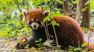 Детеныш красной панды любопытный, …» — создано в Шедевруме