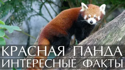 Завтрак и неспешное начало дня»: Московский зоопарк показал утро красной  панды