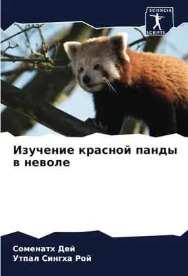 картина с изображением красной панды лежащей на ветке, картинка красная  панда нарисовать, панда, Красная панда фон картинки и Фото для бесплатной  загрузки