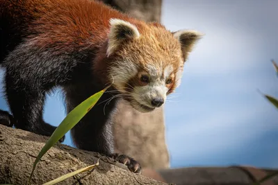 Берлинский зоопарк ищет имя для маленькой красной панды