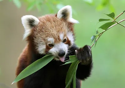 Fulgens Ailurus красной панды также немного панду Стоковое Фото -  изображение насчитывающей непалец, кошачий: 197117826