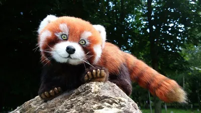 В Московском зоопарке появился самец красной панды | РИА Новости Медиабанк