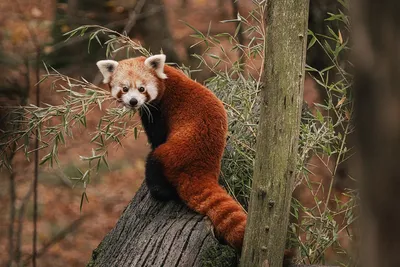 Красная панда по имени Зейн - 24.11.2014, Sputnik Беларусь