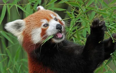 Фото красной панды, к которым так и хочется сделать надписи и превратить их  в мемы - YouLoveIt.ru