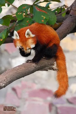 В британском зоопарке родился детеныш редкой красной панды | Информационное  агентство \"Грозный-Информ\"