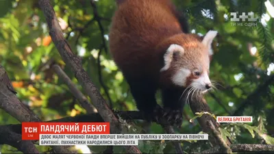 Крупный план красной панды, картинка красная панда нарисовать, панда, Красная  панда фон картинки и Фото для бесплатной загрузки