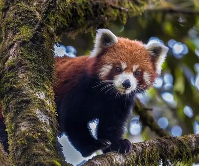 Сбежавшая из зоопарка на Луаре красная панда нашлась в саду местного жителя
