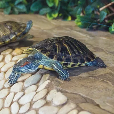 Красноухая черепаха — Зоопарк Садгород