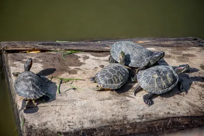 Издательство Альпина нон-фикшн - #фотодня Красноухая черепаха занимается  йогой. Нет, конечно, но могла бы! Черепаха греется на солнце в заповеднике  в Вирджинии, США. Большую часть жизни красноухие черепахи проводят в воде,  однако