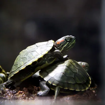 Записки астраханского натуралиста. Красноухая черепаха - новая угроза  природе