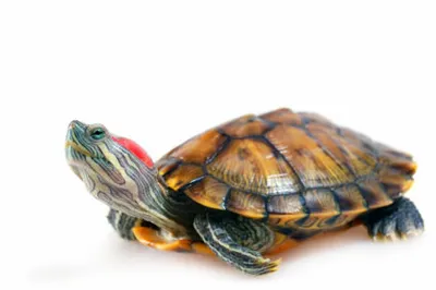 Красноухая черепаха (Pseudemys scripta) купить | Аквамир Тольятти